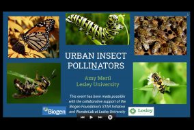 Urban Insect Pollinators Webinar thumbnail